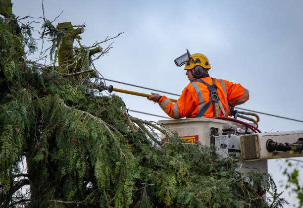 Best Tree Mulching  in Carlsbad, NM