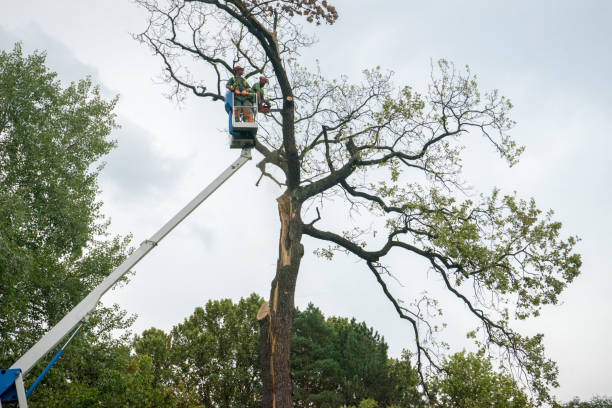 Tree and Shrub Care in Carlsbad, NM