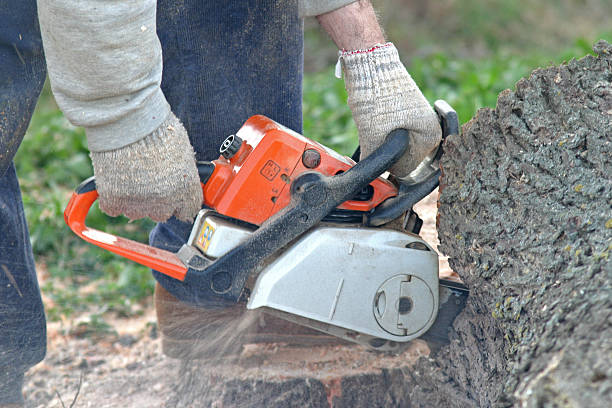 Best Lawn Grading and Leveling  in Carlsbad, NM