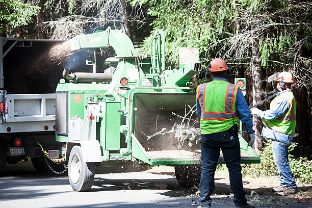 Carlsbad, NM Tree Removal Services Company