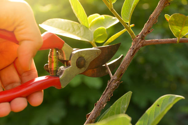 Best Weed Control  in Carlsbad, NM